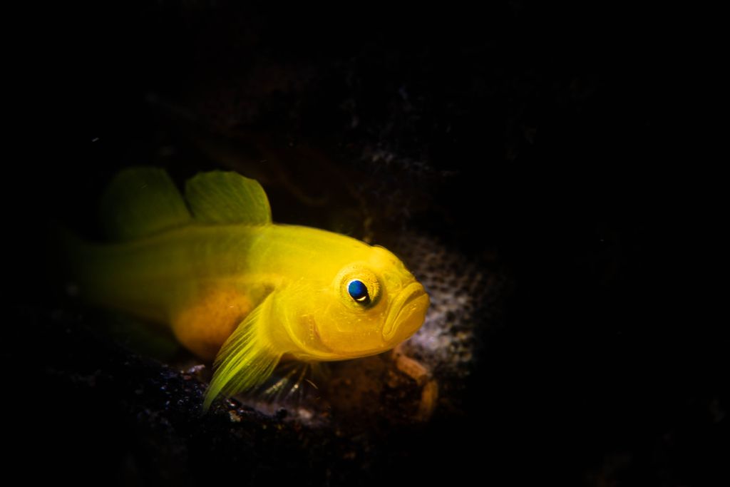 poisson